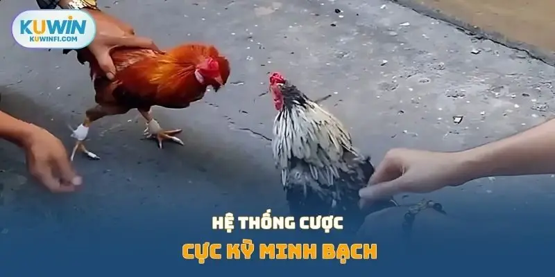 Hệ thống cược cực kỳ minh bạch