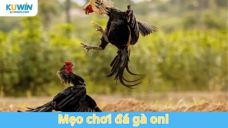 mẹo chơi đá gà onl